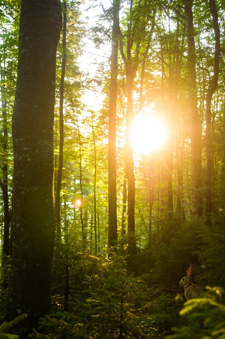 Sonnenschein im Wald