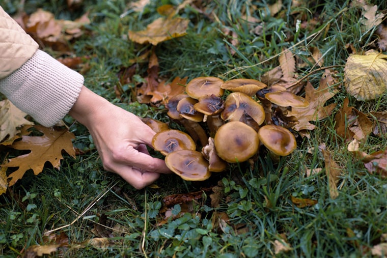 Pilze in der Natur