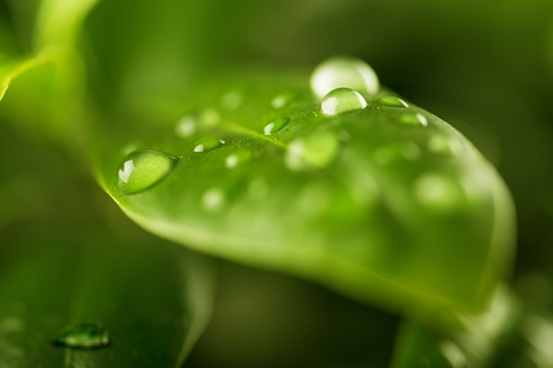 Wassertropfen auf einem Blatt
